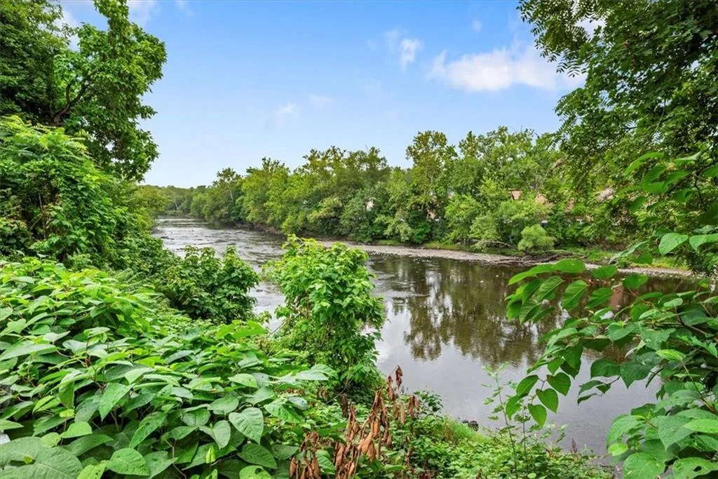 River view through dense green vegetation